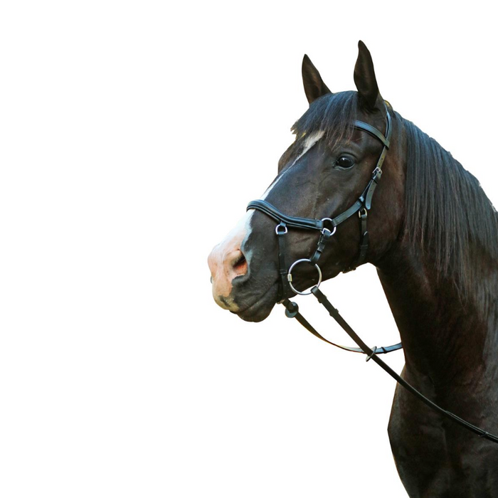 McAlister Competition Bridle