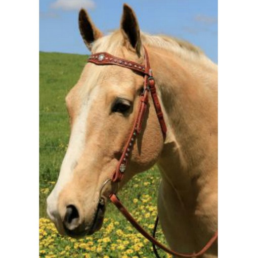 Photo of a horse wearing Cluster of Jewels Western Bridle
