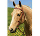 Photo of a horse wearing Cluster of Jewels Western Bridle in Tan