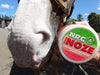 Photo of horse wearing NRG Pink Noze
